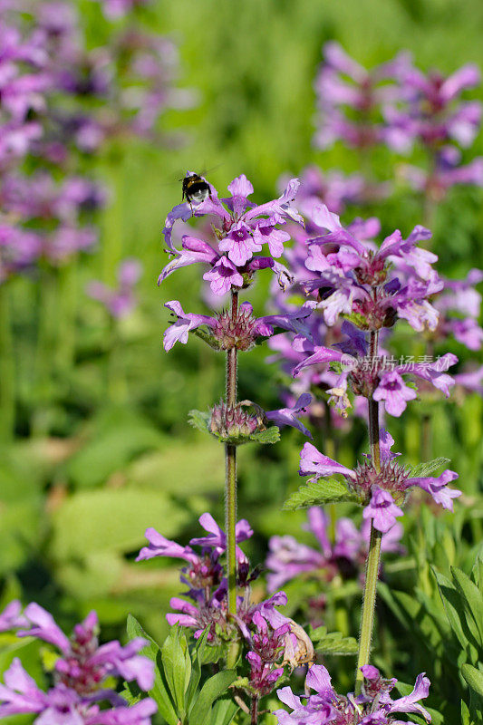 Stachys grandflower与大黄蜂